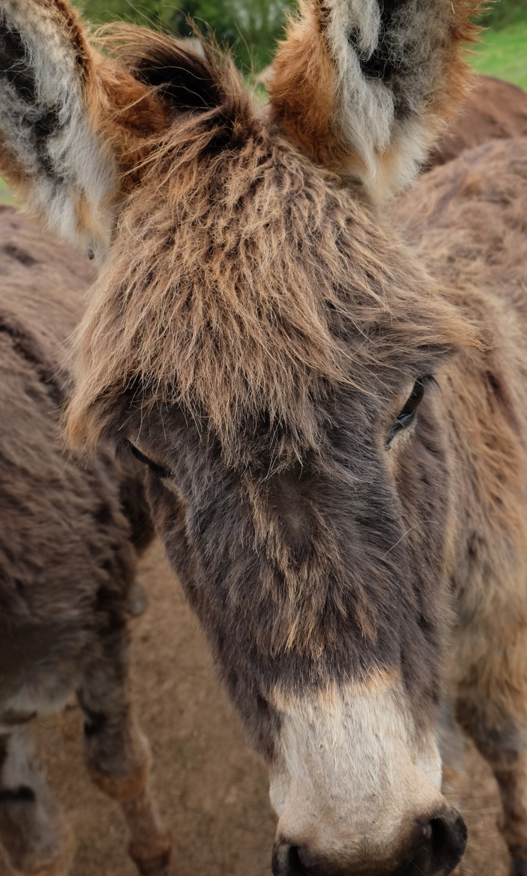 Les animaux