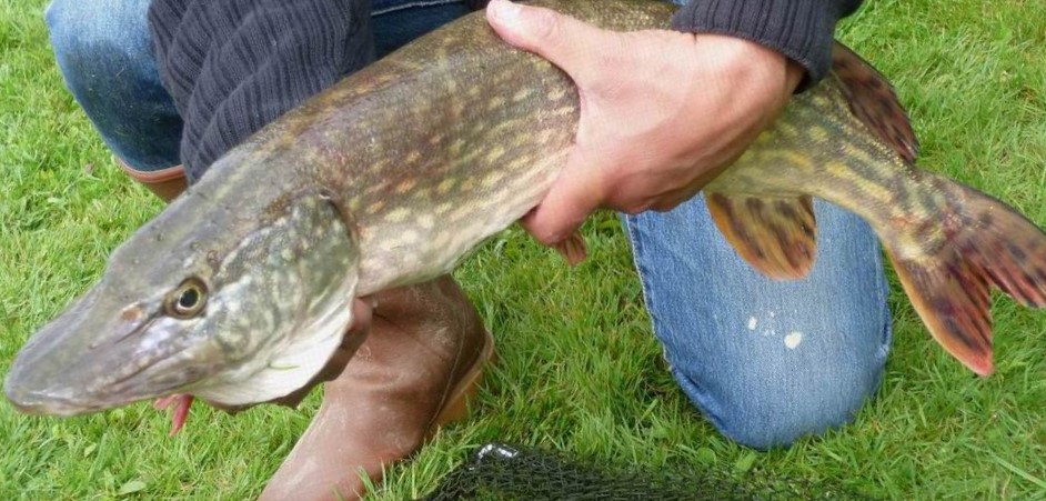 La pêche